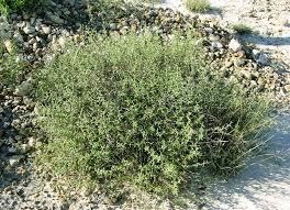 Image result for Disperis johnstonii