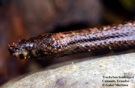 Image result for Trachyandra burkei