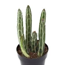 Image result for Senecio propior