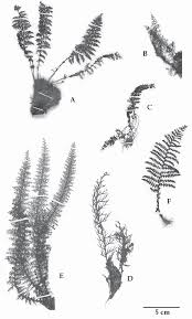 Image result for Cyathea cf. humilis