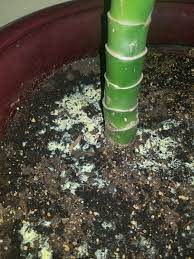 Fungus gnats are in houseplants for two reasons. I Was Given This Houseplant The Beginning Of This Year And Have No Idea What I M Doing It S Been Growing Very Well But Now This Yellow Mold Is Growing In The Soil