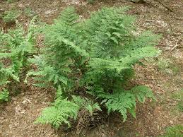 Image result for Dryopteris athamantica