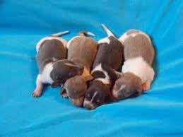 Favorite this post jun 27 🐾🐾 champion labrador retriever pups: Craigslist Big Spring Tx Dogs