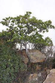 Image result for Gardenia cornuta