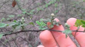 My blackberries are upright thorny blackberries. Difference Between Dewberries And Blackberries Youtube