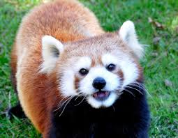 Red pandas live in the mountains of nepal and northern myanmar (burma), as well as in central china. Toronto Zoo Animals