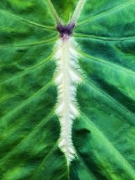 Image result for Ozoroa nigricans