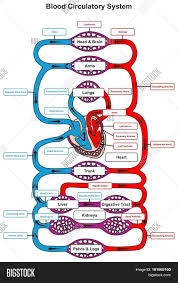 Assessment | biopsychology | comparative | cognitive | developmental | language | individual differences | personality | philosophy | social | methods | statistics | clinical | educational | industrial | professional items | world psychology |. Blood Circulatory Image Photo Free Trial Bigstock