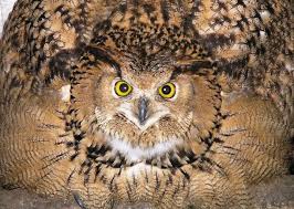 Google Image Result For Http Www Owlpages Com Pictures Articles Owl 2bphysiology Behaviour 6 Jpg Owl Eurasian Eagle Owl Great Horned Owl