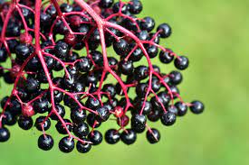 Sambucus racemosa) und der attich (bot. Holunder Reif Beeren Kostenloses Foto Auf Pixabay