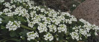 Image result for Arabis alpina