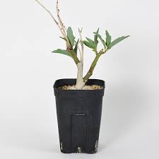 Image result for Adenia repanda