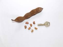 Image result for Lonchocarpus sericeus