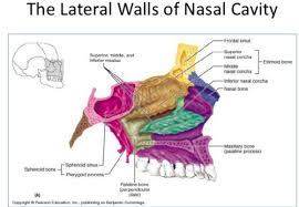 The posterior lateral nasal artery can be located intraosseously. Lecture 21 24 Nose And Paranasal Sinuses Pterygopalatine Fossa And Ganglion Flashcards Quizlet