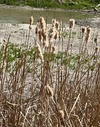 Image result for Typha
