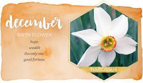 Birth Flower For Each Month Meanings Image Result For December Birth Flower Birth Flowers December Birth Flower December Flower