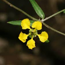 Image result for Janusia