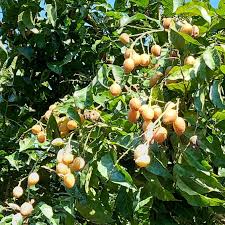 Image result for Clausena lansium