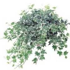 Maybe you would like to learn more about one of these? Growing English Ivy Indoors English Ivy Indoor Ivy Plants Ivy Houseplant