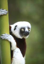 Duke Lemur Center Dukelemurcenter Twitter Lemur Panda Bear Duke