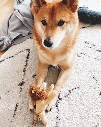 Andere Kaufen Bei Ikea Spielzeug Fur Ihre Kinder Ich Kaufs Fur Meinen Hund Shibitaro Animals Corgi Dogs