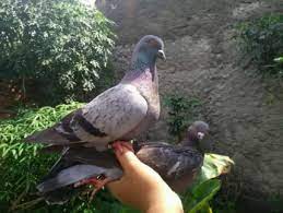 Pilihkan kacang tanah berukuran kecil terlebih dahulu, sedikit demi sedikit, agar burung dapat menelannya. Burung Dara Sepasang Jual Beli Hewan Jadi Mudah