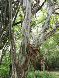 Image result for Libidibia coriaria