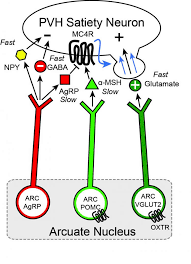 insight into the brains control of hunger and satiety