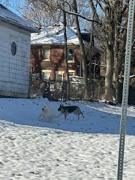 German shepherd and big white dog