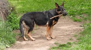 Can german shepherds have blue eyes? Blue German Shepherds Coloring Controversy Puppy Prices More