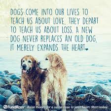 Image Result For Getting A New Dog After Losing One Dog Quotes Old Dogs Dog Life