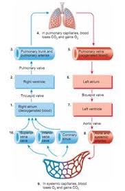 19 Best Heart Blood Flow Images Nursing Notes Cardiac