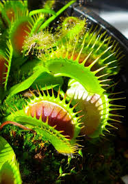 Carnivorous Plants Video Carnivorous Plant Carnivorous Plants Plants Unusual Plants