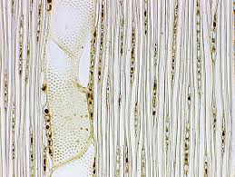 Image result for Terminalia superba