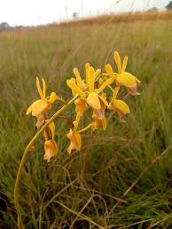 Image result for Eulophia angolensis