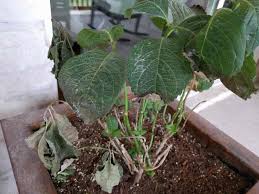 We did not find results for: Hydrangeas Forum Hydrangea Leaves Turning Brown And Dry What S Going On Garden Org