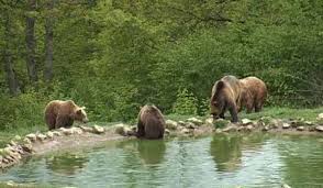 Am ajuns la rezervatia de ursi din zarnesti, un loc unde gasim peste 80 de ursi. Video Ursii De La Zarnesti Subiect De Studiu Pentru Mai Multi Veterinari Ecomagazin Ro