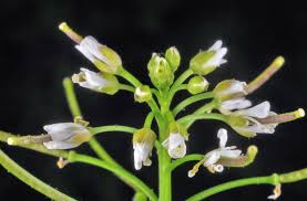 Image result for Cardamine obliqua