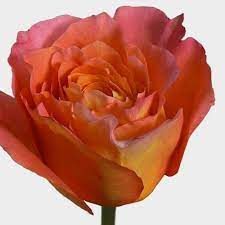 Check out the power of easy color…learn more about our rose bushes for sale! Rose Free Spirit 40 Cm Wholesale Blooms By The Box