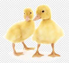 Seluruh gif gambar animasi bebek & itik dan animasi bergerak bebek & itik dalam kategori ini 100% gratis dan tanpa dikenakan biaya untuk menggunakannya. Bebek Bebek Kecil Yang Lucu Hewan Fotografi Burung Png Pngwing
