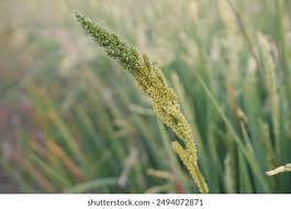 Image result for Echinochloa frumentacea