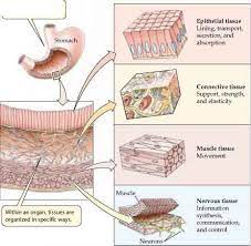 Tissues Organs And Organ Systems Plasma Membrane Tissue Biology Plasma Membrane Tissue Types