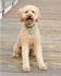 7 Things to Know Before Buying a Labradoodle - Animalso