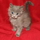 Available Nebelung Kittens For Sale & Cats For Adoption