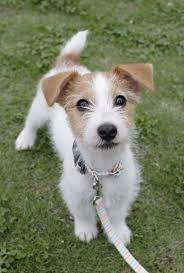 Jack Russell Eyes Puppy Dog Friends Terrier Dogs Jack Russell Puppies