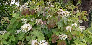 Image result for Hydrangea quercifolia