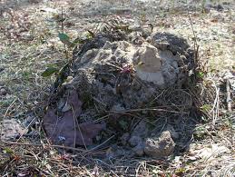 Do you've gophers in your garden? Trapping Pocket Gophers How To Get Rid Of Them