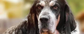 Beautiful basset hound puppies for sale. Choosing A Bluetick Coonhound Bluetick Coonhound Breed Profile