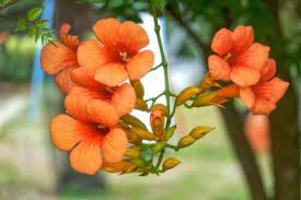 Nome botanico fiorellini rossi arancio. Fiori Arancioni Ideali Per Portare Colore Nel Giardino Autunnale