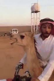 Crazy camel finger family rhymes _ color camel running videos _ funny camel dance videos compilation , movies comedy action tv series 2018. Can T Avoid Watching This Without Peter Griffin S Laugh Sounding In My Head Gif On Imgur